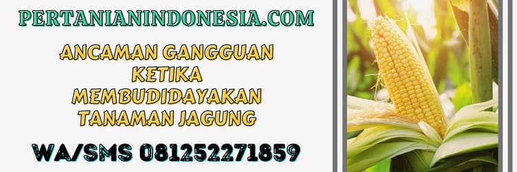 ancaman,budidaya,jagung,budidaya jagung,petani